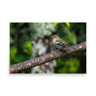 Tentilhao (Fringilla Maderensis) Poster